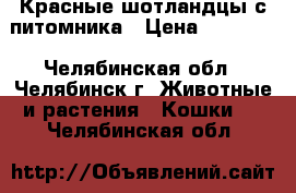 Красные шотландцы с питомника › Цена ­ 10 000 - Челябинская обл., Челябинск г. Животные и растения » Кошки   . Челябинская обл.